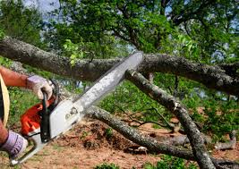 How Our Tree Care Process Works  in  Mount Zion, IL